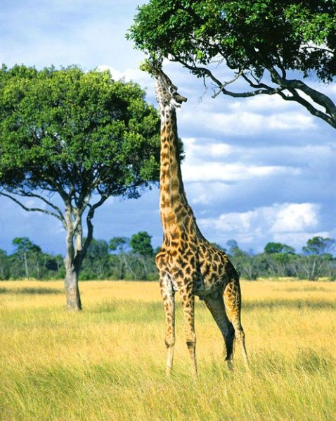 giraffe eating leaves
