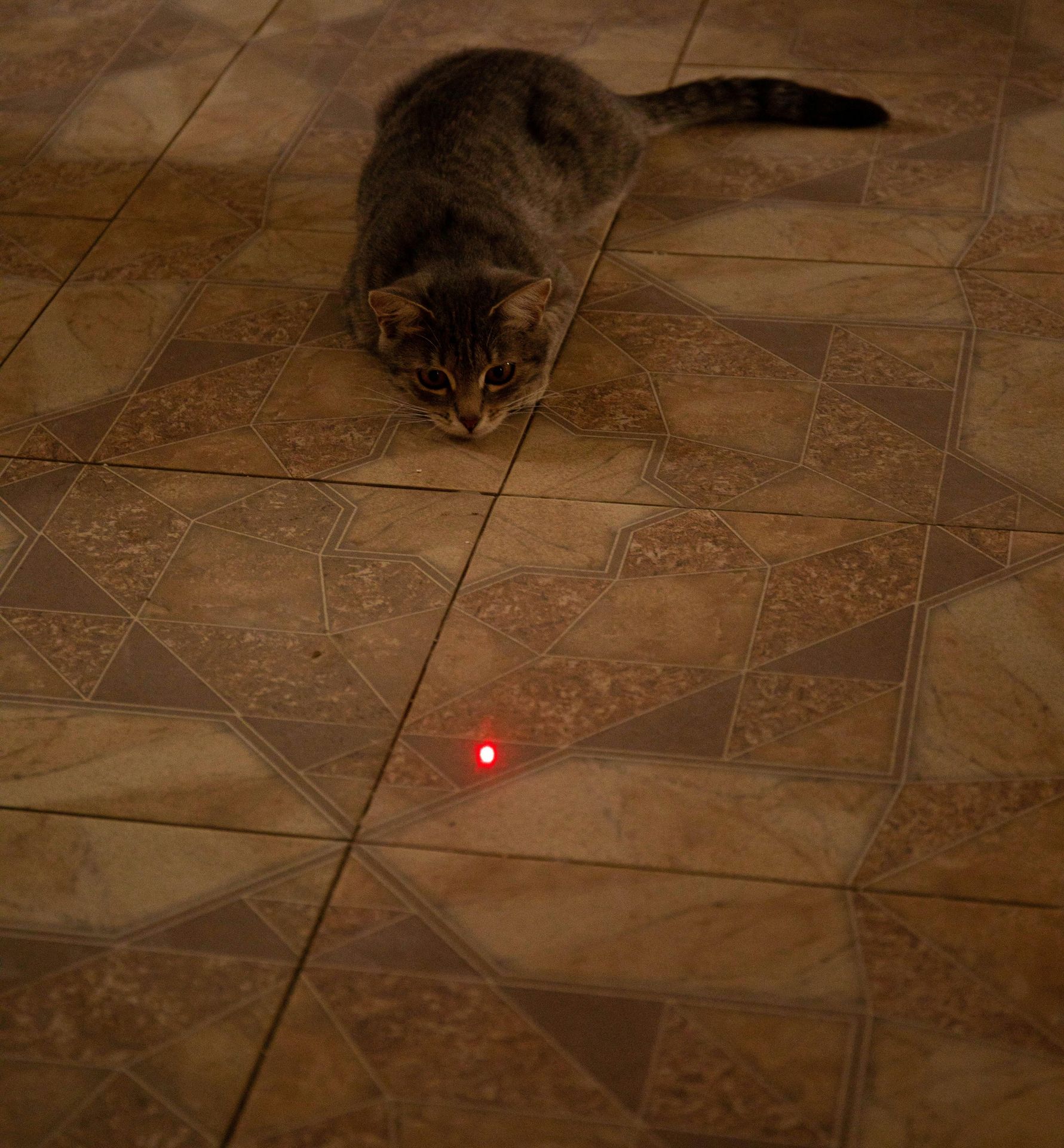 The red dot dilemma - all chase, no catch